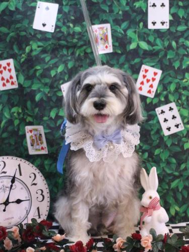 20250411パピコくん